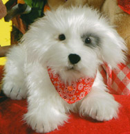 Click here to see a large image of THOMAS Terrier!